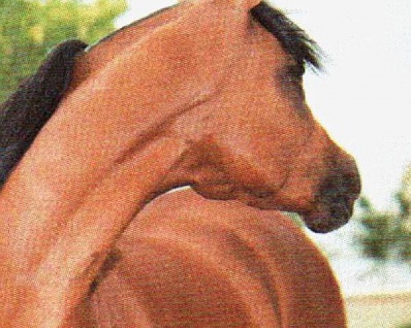 broodmare AK Bint Dalia II EAO (Arabian purebred, 1979, from Ibn Moniet El Nefous 1964 EAO)