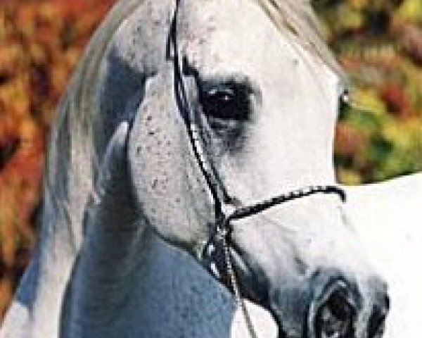 broodmare Dalima Shah ox (Arabian purebred, 1993, from Ansata Halim Shah ox)