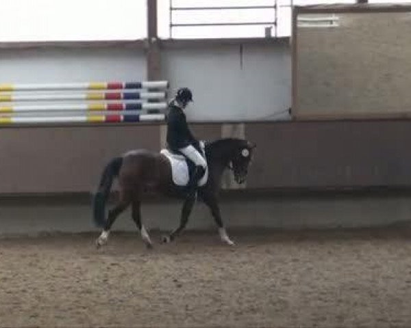 Video of Ambassador, Ariba D