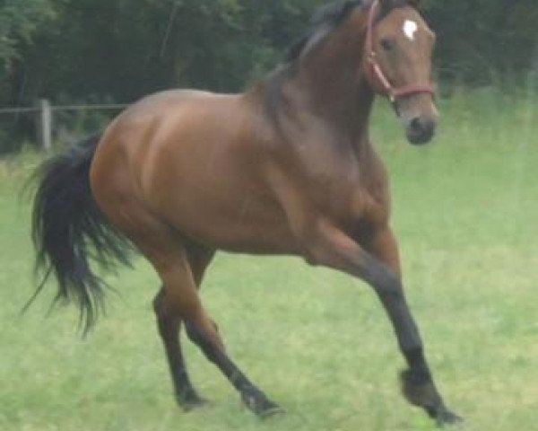 Pferd Condor O'Connor (Holsteiner, 2002, von Caretino)