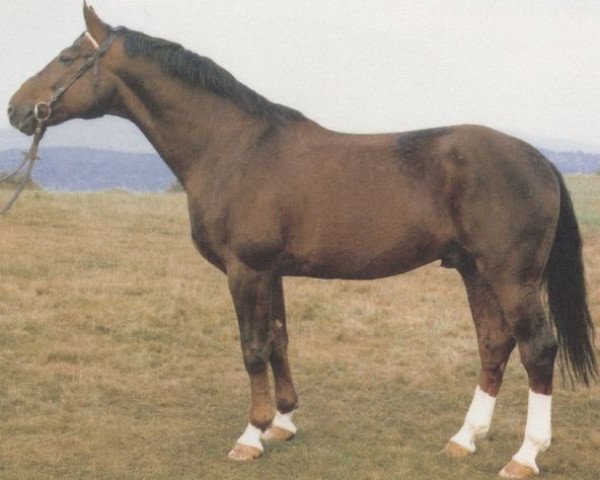 Deckhengst Maximilian (Hannoveraner, 1973, von Matador)