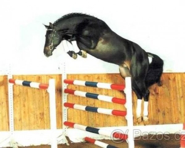 horse Charisma II (Holsteiner, 1997, from Calido I)