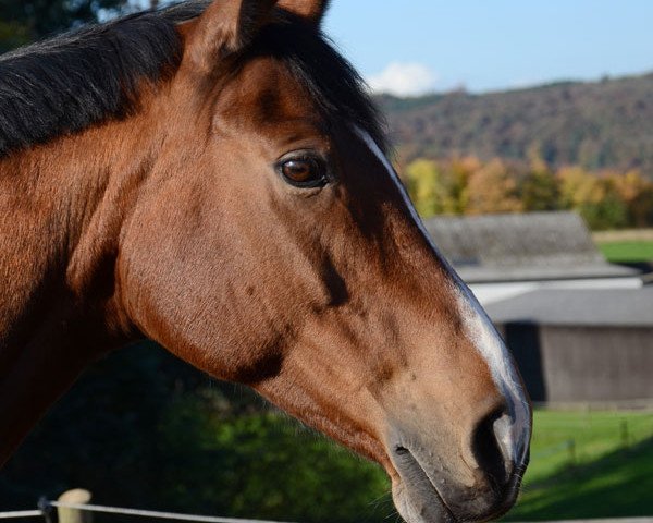 broodmare Relevanz (Saxony-Anhaltiner, 2000, from Rubinstern Noir)