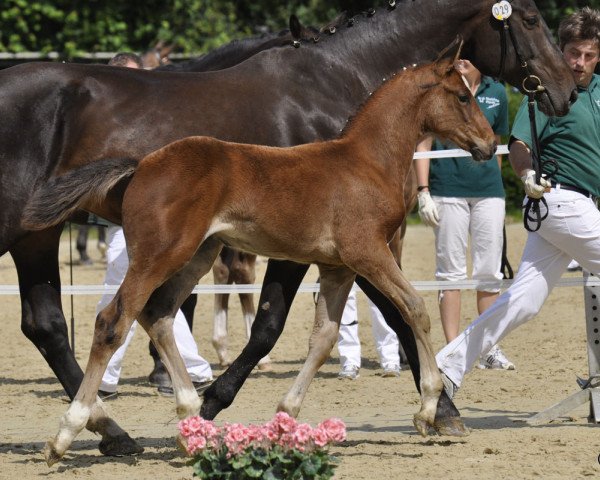 Springpferd Dagombas Girl (Rheinländer, 2012, von Dagomba)