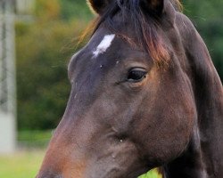 dressage horse Satchmos Surprise (Rhinelander, 2010, from Sir Satchmo)