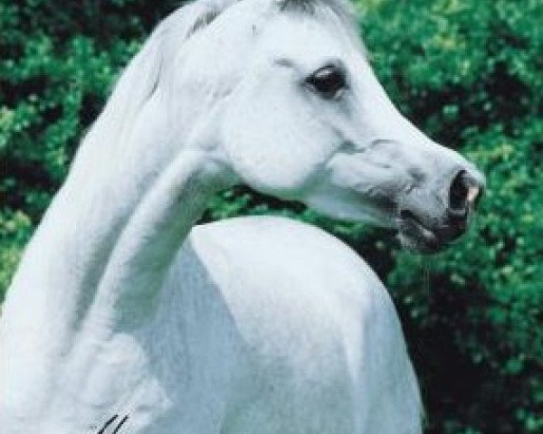 broodmare Shadwanah EAO (Arabian purebred, 1997, from Classic Shadwan 1992 ox)