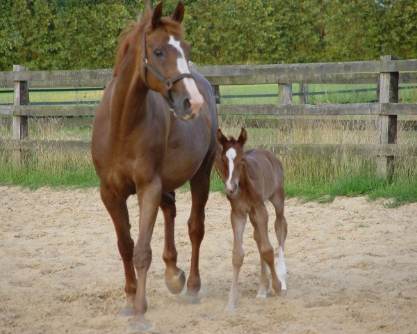 broodmare Aluna 6 (Hanoverian, 1992, from Airport)