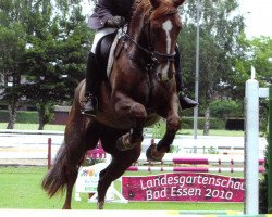 broodmare Petite Lavinia (Westphalian, 2006, from Pik Labionics)