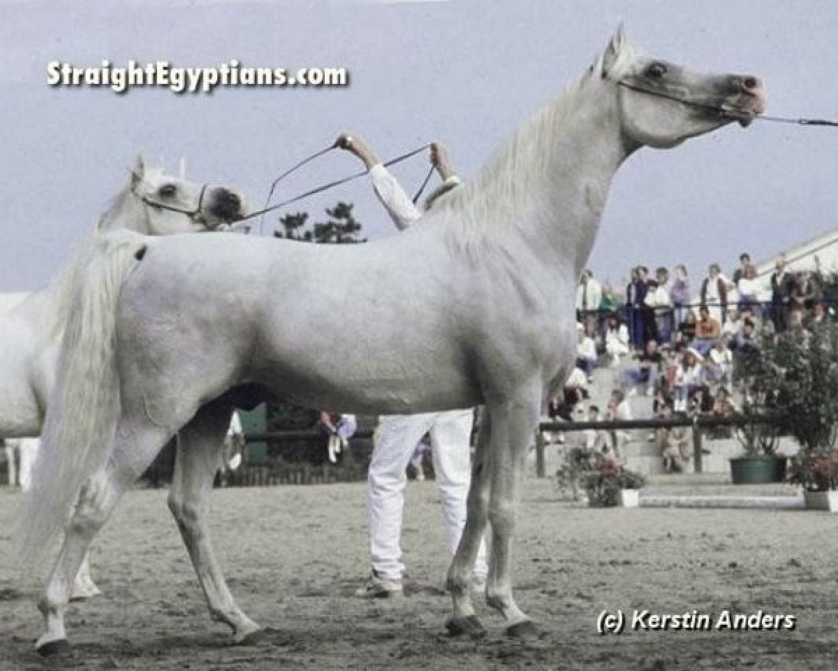Deckhengst Madkour I ox (Vollblutaraber, 1971, von Hadban Enzahi 1952 EAO)