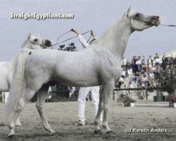 stallion Madkour I ox (Arabian purebred, 1971, from Hadban Enzahi 1952 EAO)