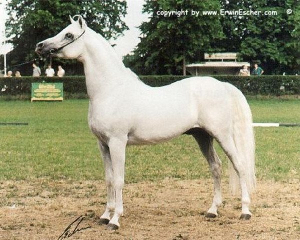 stallion Siam EAO (Arabian purebred, 1984, from Madkour I ox)