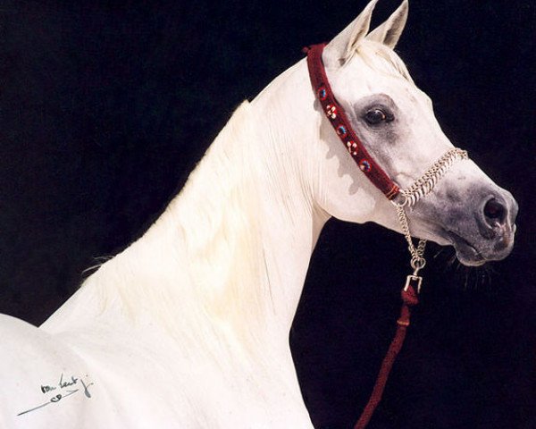 Zuchtstute Ansata Majesta EAO (Vollblutaraber, 1989, von Ansata Halim Shah ox)