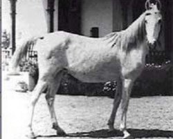 broodmare Galila RAS (Arabian purebred, 1949, from Sid Abouhom 1936 RAS)