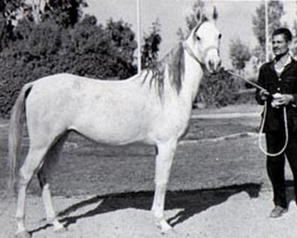 broodmare Aziza EAO (Arabian purebred, 1963, from Alaa El Din 1956 EAO)