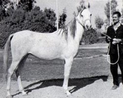 broodmare Aziza EAO (Arabian purebred, 1963, from Alaa El Din 1956 EAO)