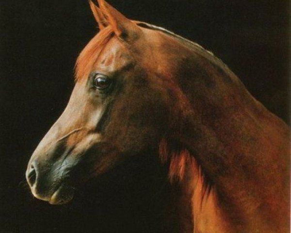 broodmare Moetazza EAO (Arabian purebred, 1972, from Tuhotmos 1962 EAO)