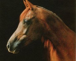 broodmare Moetazza EAO (Arabian purebred, 1972, from Tuhotmos 1962 EAO)