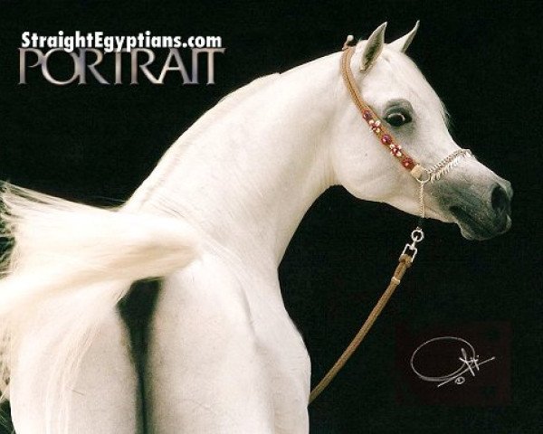 stallion Ashhal Al Rayyan EAO (Arabian purebred, 1996, from Safir ox)
