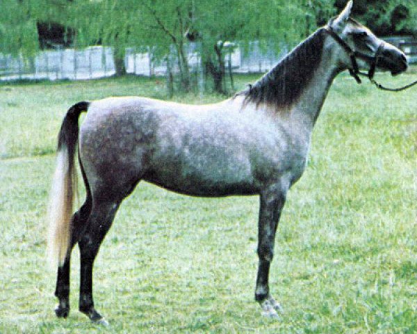 broodmare Mohema EAO (Arabian purebred, 1977, from Kaisoon 1958 EAO)