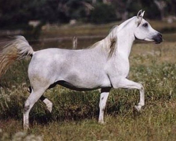 broodmare Simeon Shaina ox (Arabian purebred, 1991, from Asfour 1984 EAO)
