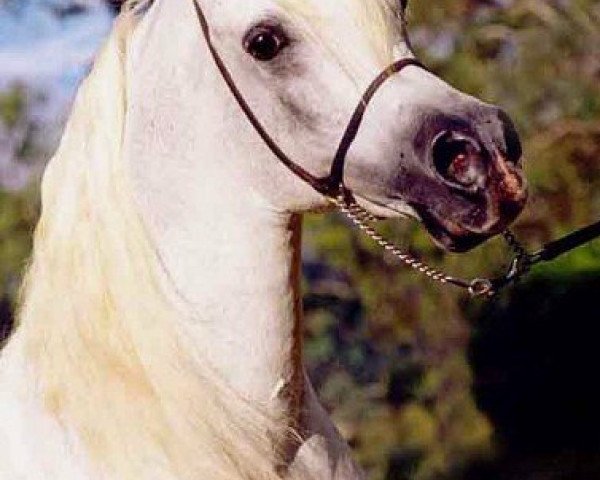 stallion Simeon Stav ox (Arabian purebred, 1987, from Asfour 1984 EAO)