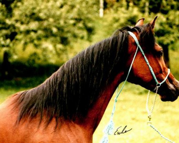 broodmare Ashraff EAO (Arabian purebred, 1980, from Mohafez 1976 EAO)
