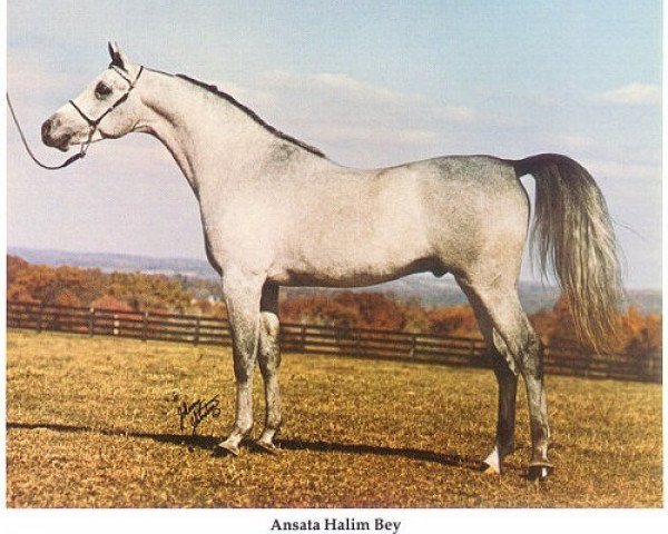 stallion Ansata Halim Bey ox (Arabian purebred, 1976, from Ansata Ibn Halima 1958 EAO)