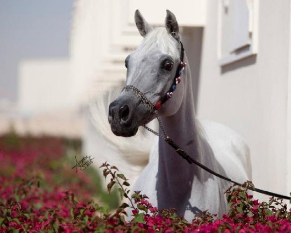 broodmare Halima Al Shaqab ox (Arabian purebred, 1994, from Ansata Manasseh ox)