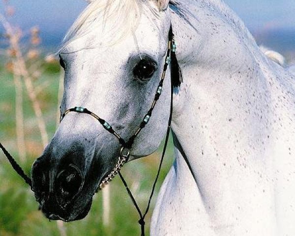 stallion Ansata Manasseh ox (Arabian purebred, 1989, from Ansata Halim Shah ox)