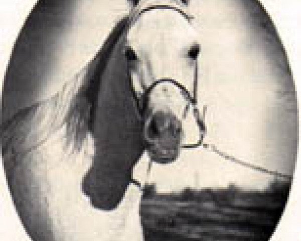 broodmare Ansata Bint Misuna EAO (Arabian purebred, 1957, from Nazeer 1934 RAS)