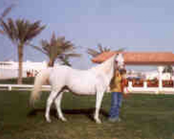 broodmare Ansata Sudarra EAO (Arabian purebred, 1982, from Ansata Abu Sudan ox)