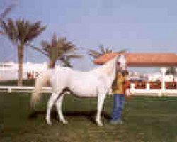 broodmare Ansata Sudarra EAO (Arabian purebred, 1982, from Ansata Abu Sudan ox)