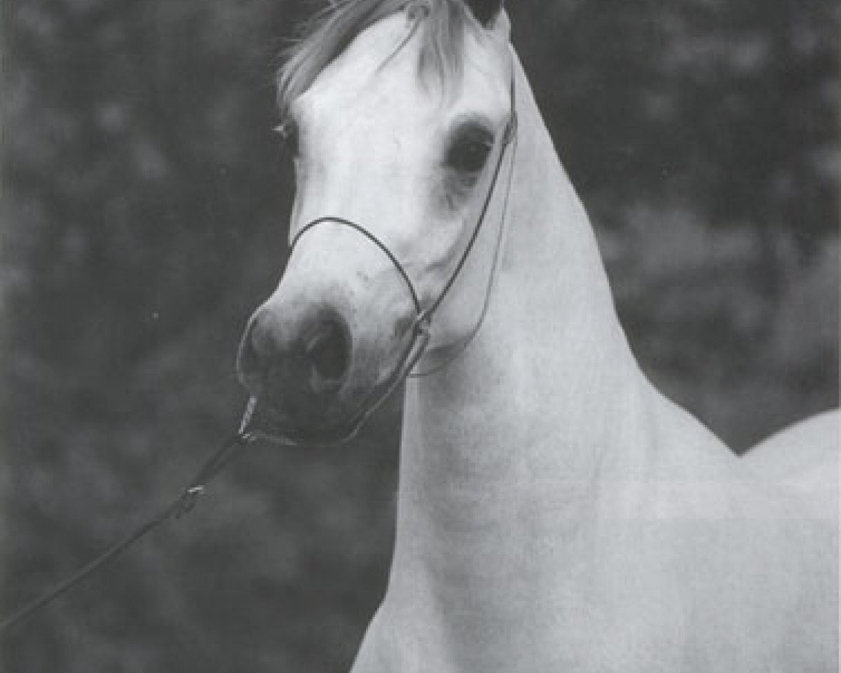broodmare Ansata Nefara EAO (Arabian purebred, 1988, from Ansata Halim Shah ox)