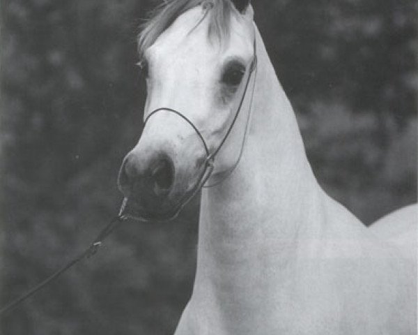 Zuchtstute Ansata Nefara EAO (Vollblutaraber, 1988, von Ansata Halim Shah ox) Zuchtstute Ansata Nefara EAO (Vollblutaraber, 1988, von Ansata Halim Shah ox)