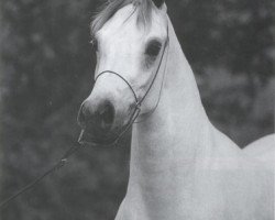 broodmare Ansata Nefara EAO (Arabian purebred, 1988, from Ansata Halim Shah ox)