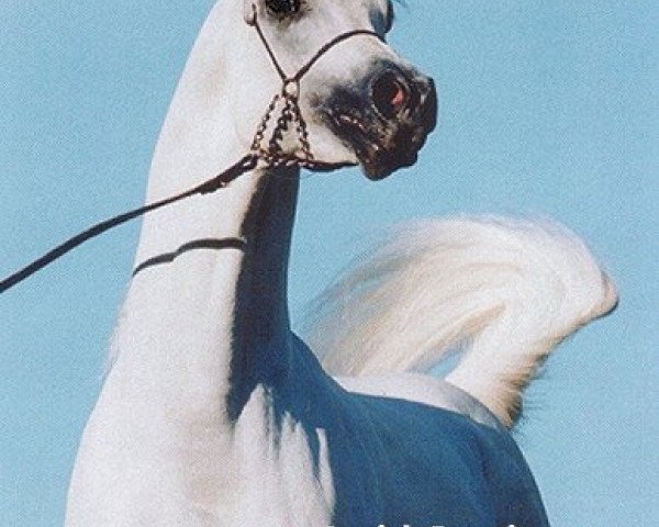 stallion Ansata Iemhotep ox (Arabian purebred, 1993, from Prince FA Moniet ox)