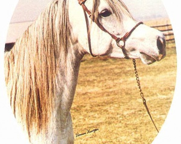 broodmare Ansata Nile Jewel ox (Arabian purebred, 1970, from Morafic 1956 EAO)