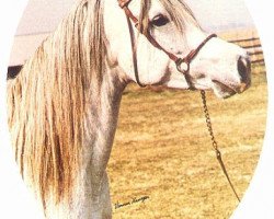 broodmare Ansata Nile Jewel ox (Arabian purebred, 1970, from Morafic 1956 EAO)