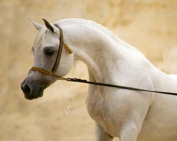 stallion Ansata Nile Echo ox (Arabian purebred, 1996, from Ansata Hejazi ox)