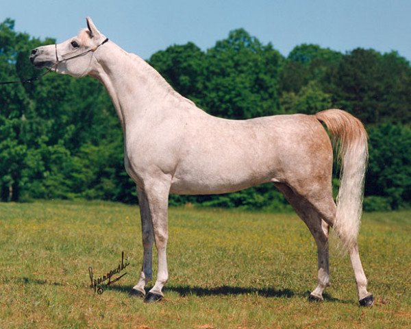 broodmare G Shafaria ox (Arabian purebred, 1992, from Prince FA Moniet ox) broodmare G Shafaria ox (Arabian purebred, 1992, from Prince FA Moniet ox)