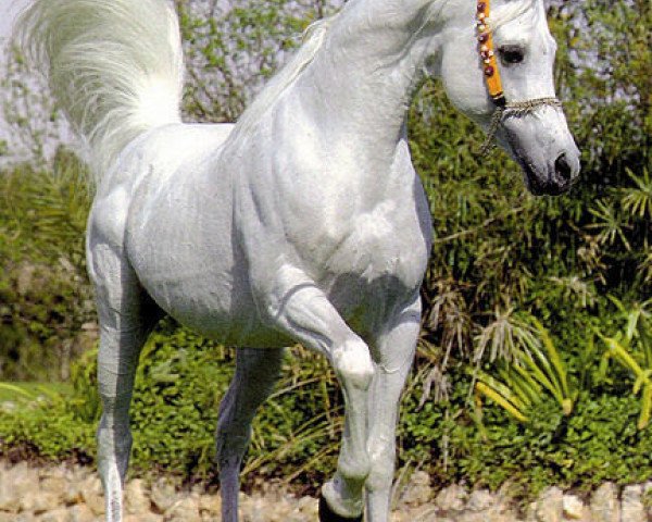 stallion Ansata Hejazi ox (Arabian purebred, 1992, from Ansata Halim Shah ox) stallion Ansata Hejazi ox (Arabian purebred, 1992, from Ansata Halim Shah ox)