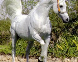 stallion Ansata Hejazi ox (Arabian purebred, 1992, from Ansata Halim Shah ox)