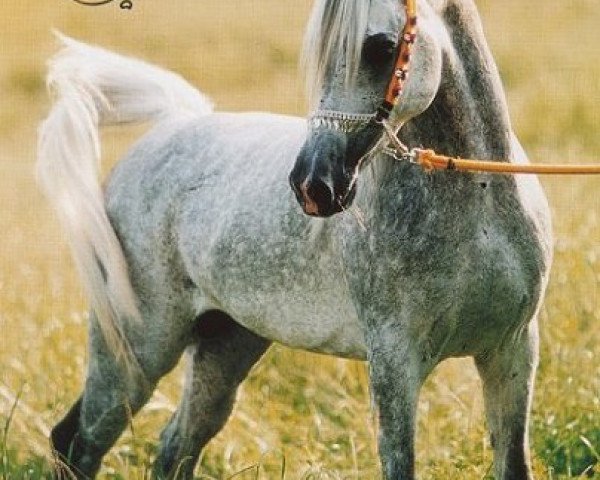 horse Classic Rayan 1996 ox (Arabian purebred, 1996, from Alidaar 1984 EAO) horse Classic Rayan 1996 ox (Arabian purebred, 1996, from Alidaar 1984 EAO)