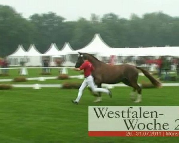 Westfalen-Woche Münster-Handorf
Dienstag, 26. Juli 2011
46. Westfälische Eliteschau für 3j. Reitpferde- und 
Kaltblutstuten

