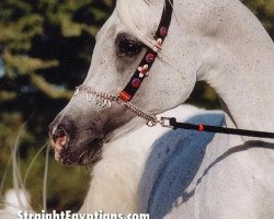 stallion Alidaar 1984 EAO (Arabian purebred, 1984, from Shaikh Al Badi 1969 ox)