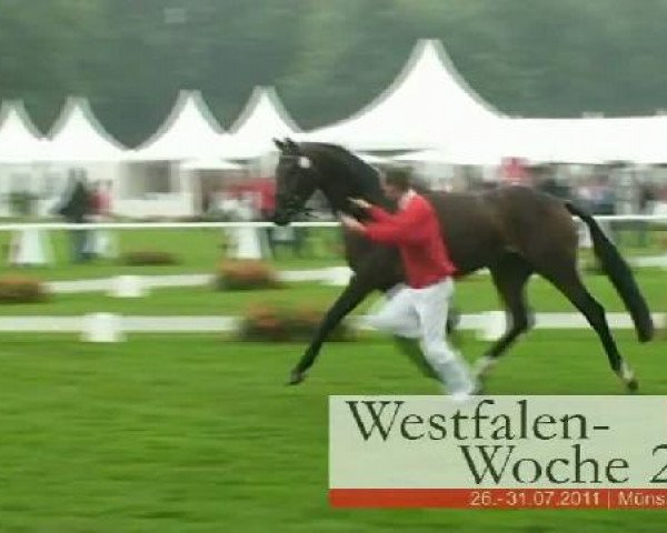 Westfalen-Woche Münster-Handorf
Dienstag, 26. Juli 2011
46. Westfälische Eliteschau für 3j. Reitpferde- und
Kaltblutstuten