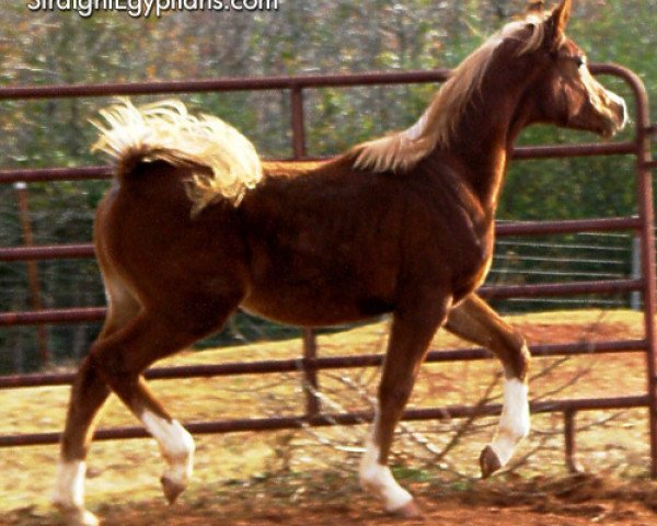 horse Aliah Laheebah ox (Arabian purebred, 2010, from Ali Mutazz ox)