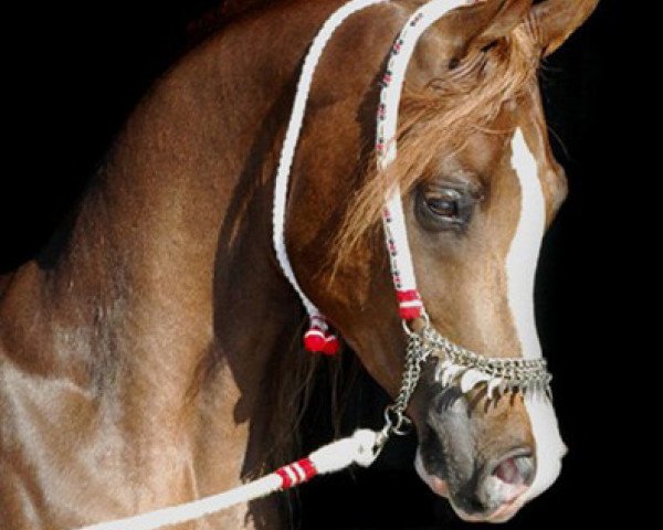 stallion Ali Mutazz ox (Arabian purebred, 2003, from Imperial Baarez ox)