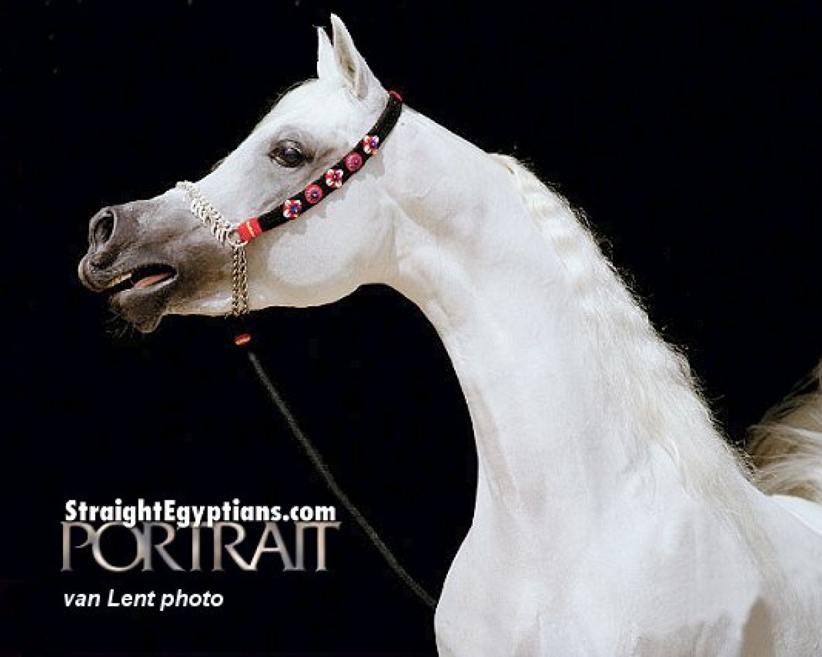 stallion Al Aadeed Al Shaqab EAO (Arabian purebred, 1995, from Ansata Halim Shah ox)