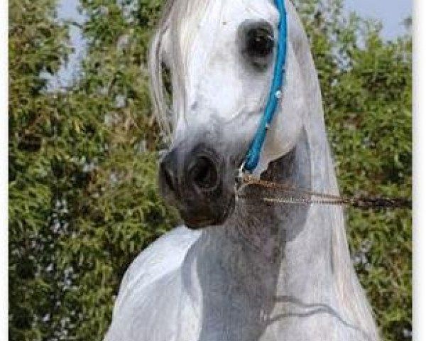 stallion AA Maymoon Al Aadeyat ox (Arabian purebred, 2000, from Salaa El Dine EAO)